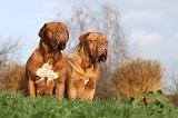 DOGUE DE BORDEAUX 197